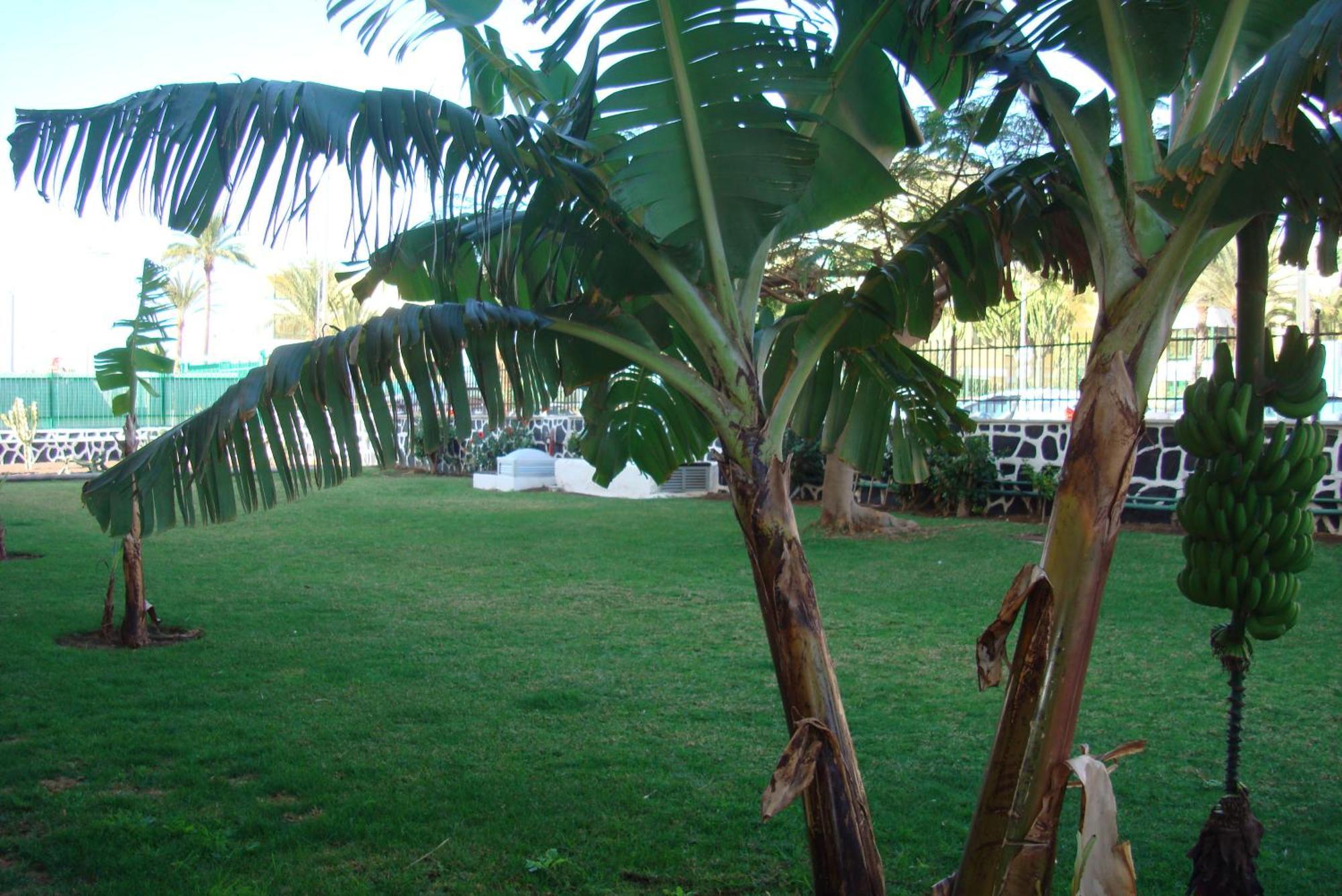 Los Cactus Playa del Inglés Exteriör bild
