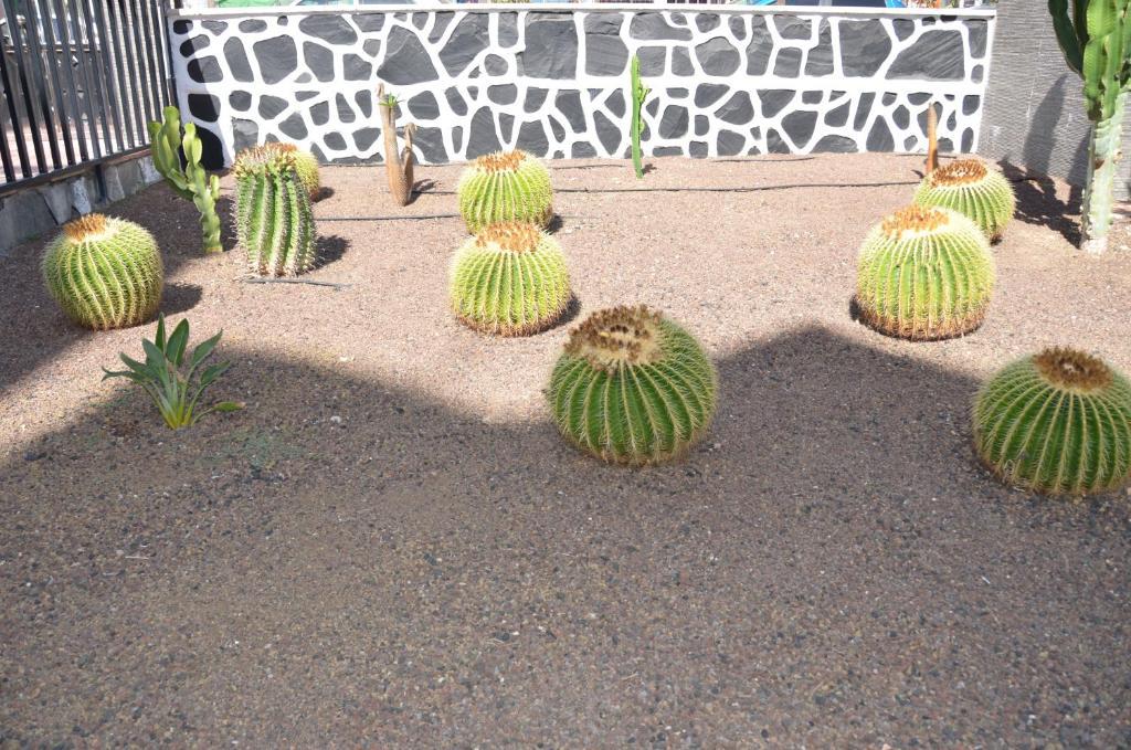 Los Cactus Playa del Inglés Exteriör bild